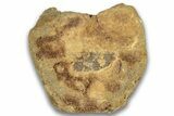 Hadrosaur (Edmontosaurus) Caudal Vertebra Centrum - Montana #324151-2